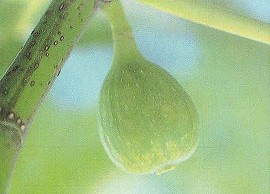 イチジクモンサビダニによる果実の被害