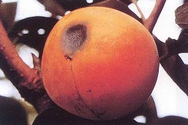 炭そ病による果実の病斑