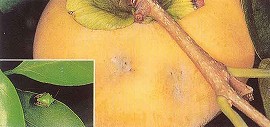 カメムシ類による被害果実