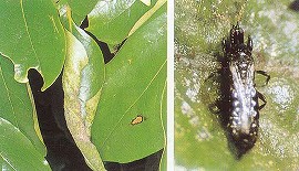 カキクダアザミウマによる巻葉・成虫