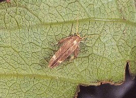 カキノヘタムシガの成虫