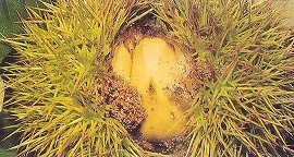 モモノゴマダラノメイガの被害と虫糞