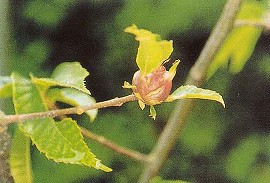 クリタマバチの虫コブ