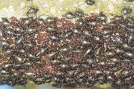 クリオオアブラムシの成虫と卵塊