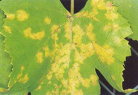 べと病(葉表)