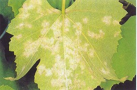 べと病(葉裏)