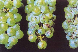 つる割病による果実の被害