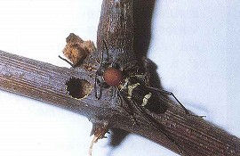 ブドウトラカミキリの成虫