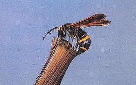 ブドウスカシバの成虫