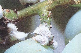 クワコナカイガラムシの成虫と幼虫