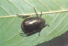 ドウガネブイブイの成虫