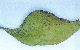 そうか病による葉の突起