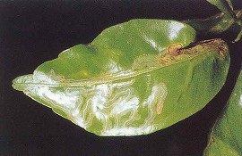 ミカンハモグリガによる葉の食害痕