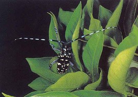 ゴマダラカミキリの成虫