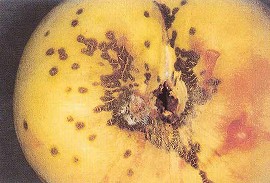 黒星病による果実の病斑