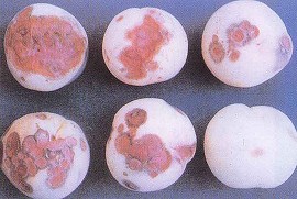 炭そ病による果実の病斑