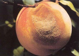 灰星病による果実の病斑