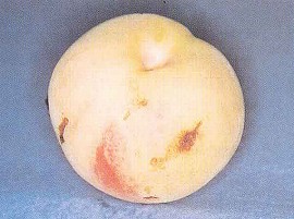 モモノゴマダラノメイガの被害果