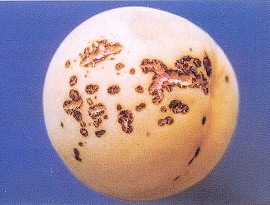 せん孔細菌病による果実の被害