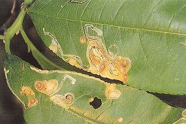 モモハモグリガの食害痕