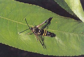 コスカシバの成虫