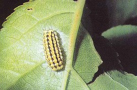 ウスバツバメの幼虫