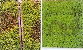 苗立枯病 フザリウム・ピシウム