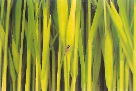 ヒメトビウンカの成虫